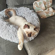 Aloha participe au concours pour gagner de l'argent avec cette photo : brown, cat, couch, cozy, cushion, fabric, feline, fluffy, furniture, gray, home, indoor, patterned_pillow, paw, pet_bed, relaxing, resting, sleeping, sofa, white