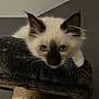Aloha a rejoint le concours — aidez-le/la à gagner de superbes lots ! animal, blue_eyes, cat, cat_tree, closeup, curious, cute, domestic, ears, face, feline, fur, home, indoor, kitten, pet, plush, resting, whiskers, young