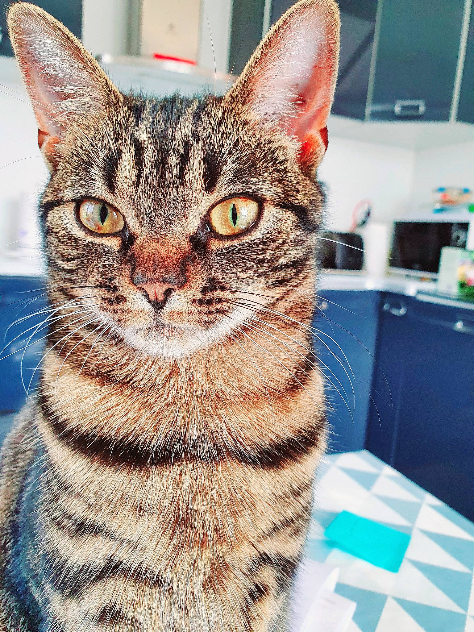 Pepsie a rejoint le concours — aidez-le/la à gagner de superbes lots ! art, carnivore, cat, domestic_short_haired_cat, felidae, fur, paw, small_to_medium_sized_cats, snout, terrestrial_animal, whiskers, wildlife