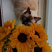 Dobby is registered to the contest to win money with this photo: cat, siamese_cat, blue_eyes, sunflowers, flowers, indoor, curious, pet, feline, closeup, nature, plant, window, light, cozy, animal, whiskers, colorful, bright, soft