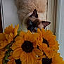 cat, siamese_cat, blue_eyes, sunflowers, flowers, indoor, curious, pet, feline, closeup, nature, plant, window, light, cozy, animal, whiskers, colorful, bright, soft