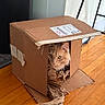 Leo joined the competition — help win amazing prizes! animal, box, cardboard_box, cat, curious, cute, domestic_cat, feline, floor, home, indoor, orange_cat, packing_paper, pet, playful, resting, side_view, small_space, window_light, wooden_floor