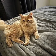 Leo joined the competition — help win amazing prizes! animal, bed, blanket, calm, cat, cozy, cream_color, curious, cute, domestic_cat, feline, fluffy, fur, indoor, laying_down, pet, portrait, relaxed, resting, soft_texture