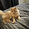 animal, bed, blanket, calm, cat, cozy, cream_color, curious, cute, domestic_cat, feline, fluffy, fur, indoor, laying_down, pet, portrait, relaxed, resting, soft_texture