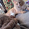 Leo is registered to the contest to win money with this photo: animal, blanket, cat, christmas_tree, cozy, curtains, cute, decorations, door, festive, fluffy_cat, furniture, holiday_decor, home, indoor, mammal, orange_cat, pet, relaxed, soft_texture