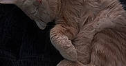 Leo is registered to the contest to win money with this photo: animal, blanket, cat, closeup, cozy, cute, domestic_cat, fluffy, fur, ginger, indoor, paw_print, paws, peaceful, pet, relaxed, resting, sleeping, soft, whiskers