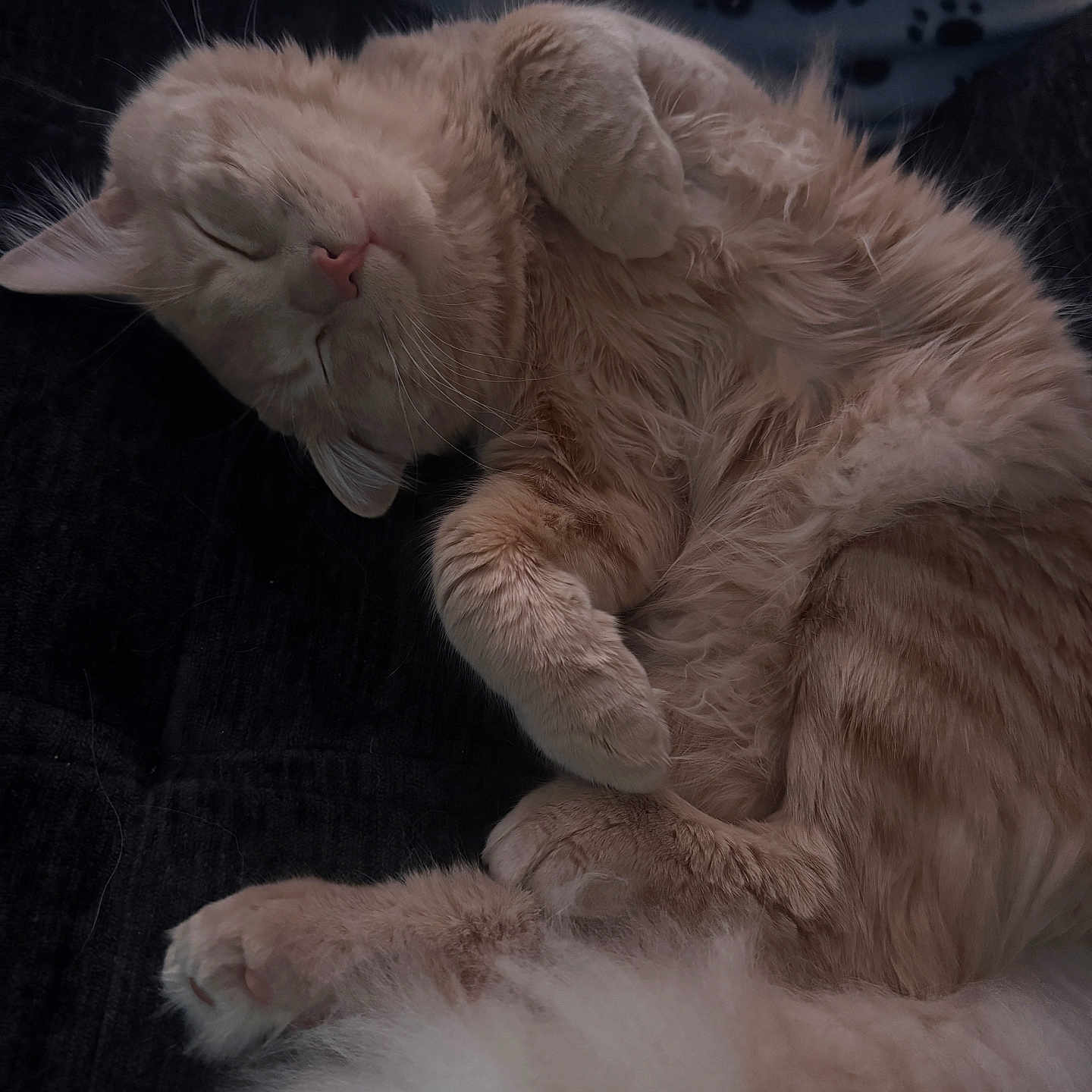 Leo