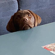 Vanille a rejoint le concours — aidez-le/la à gagner de superbes lots ! animal, brown_dog, canine, companion, couch, curious, dog, domestic, ears, furniture, head, home, indoor, lazy, looking_up, peeking, pet, snout, table, waiting