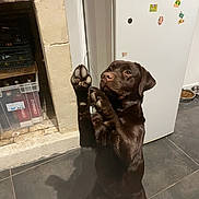 Vanille a rejoint le concours — aidez-le/la à gagner de superbes lots ! dog, labrador_retriever, puppy, brown, pet, indoor, kitchen, floor, tile_floor, refrigerator, food_bowl, paw, sitting, begging, attention, cute, animal, domestic, young_dog, raised_paws