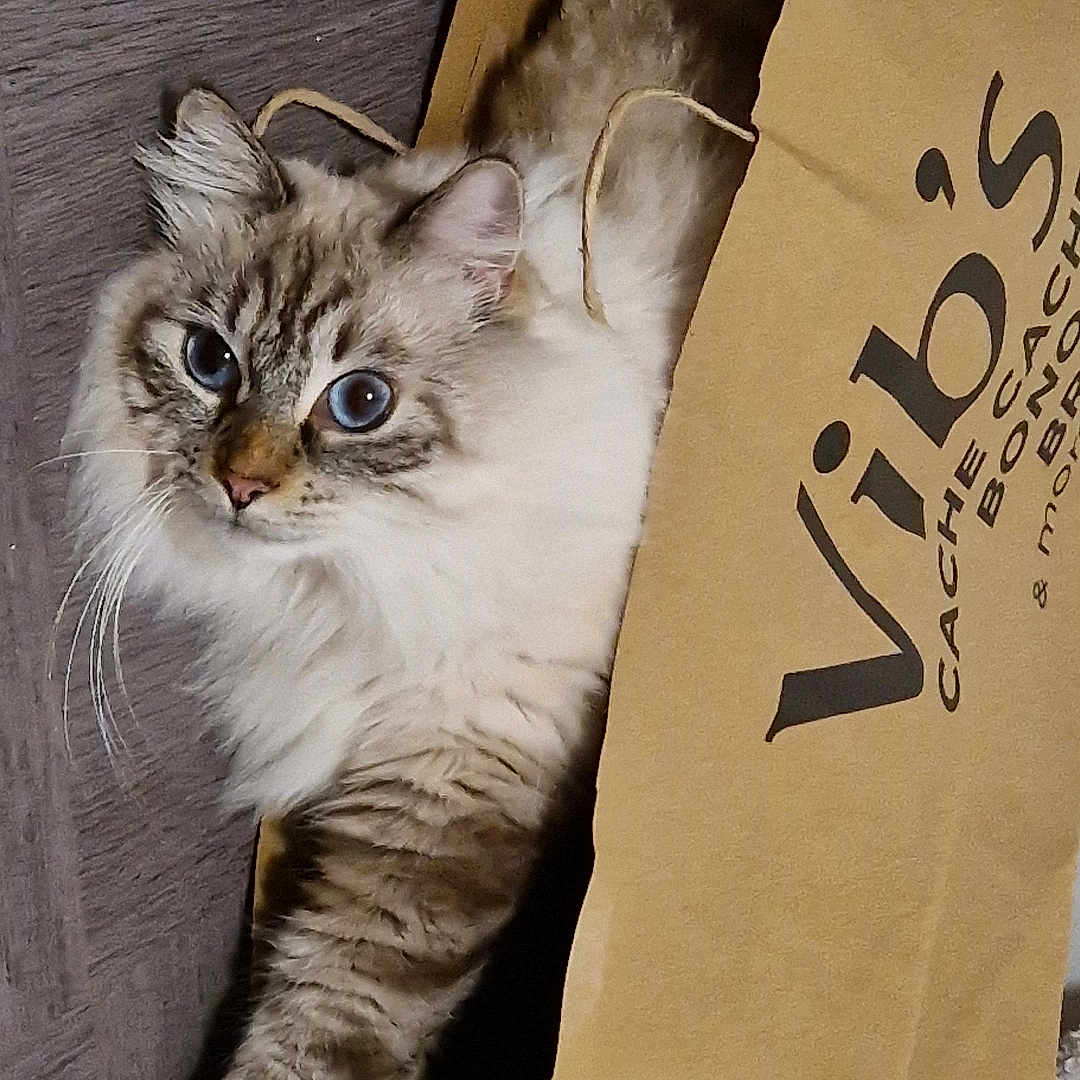 Pippin a rejoint le concours — aidez-le/la à gagner de superbes lots ! box, carnivore, cat, domestic_short_haired_cat, felidae, font, fur, mammal, packaging_and_labeling, paper_product, paw, photo_caption, ragdoll, sleeve, small_to_medium_sized_cats, vertebrate, whiskers