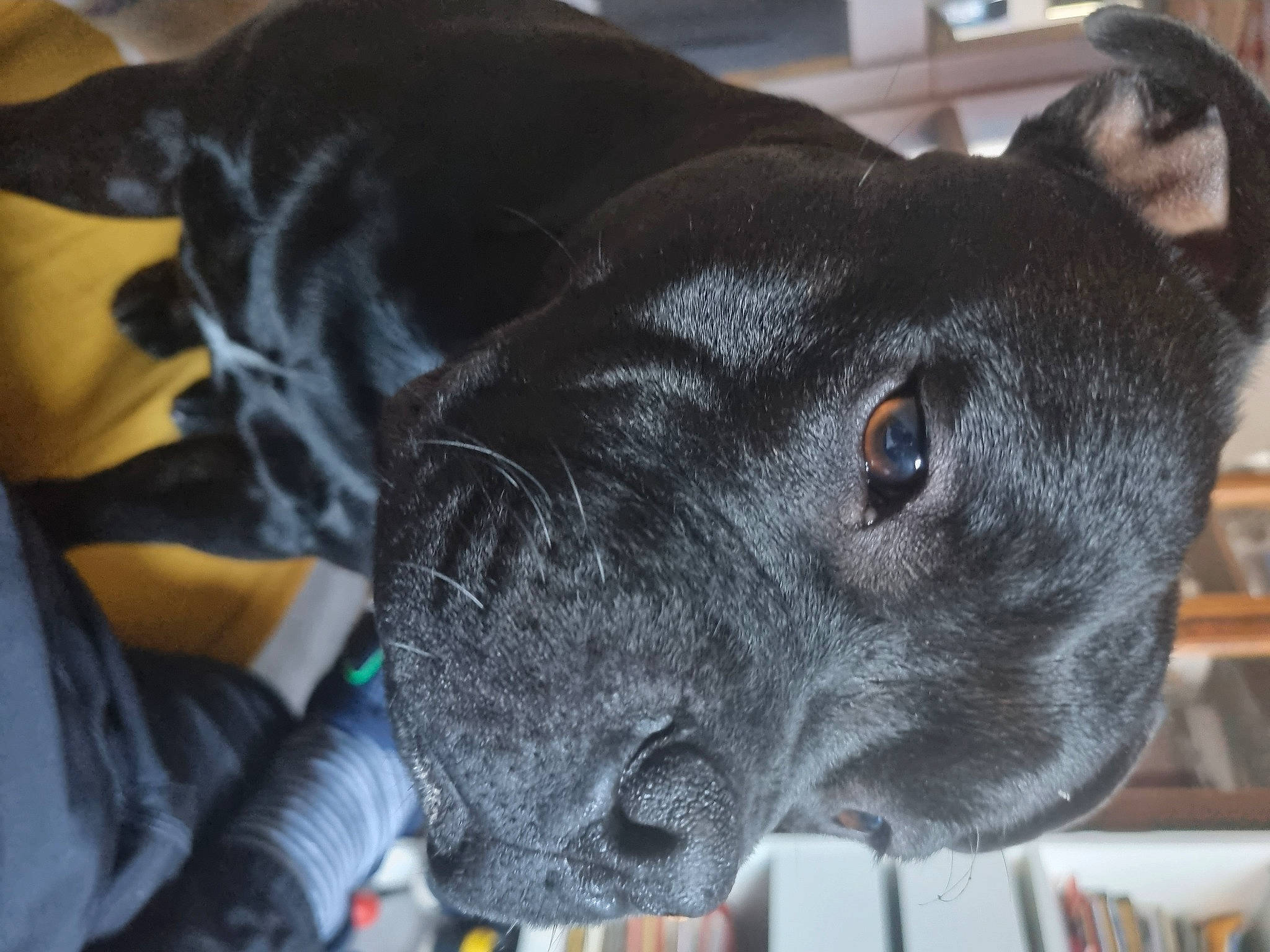 Sayko a rejoint le concours — aidez-le/la à gagner de superbes lots ! borador, canidae, carnivore, collar, companion_dog, dog, dog_breed, dog_collar, ear, electric_blue, fashion_accessory, fawn, fur, guard_dog, non_sporting_group, sculpture, snout, sporting_group, whiskers, working_animal