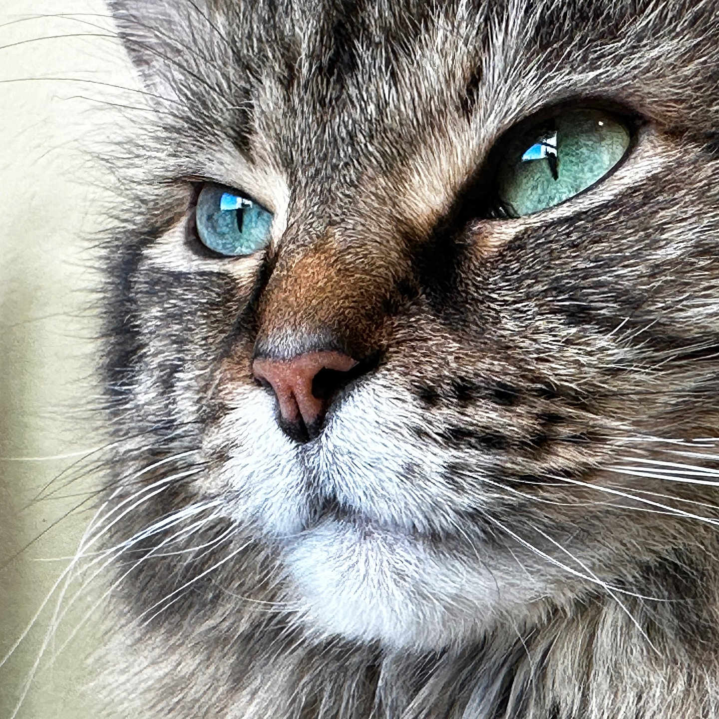 Tigger joined the competition — help win amazing prizes! abyssinian, angora, animal, bodypart, brasssection, cat, electronics, hardware, horn, kitten, manx, mouth, musicalinstrument, person, pet, siamese, snout