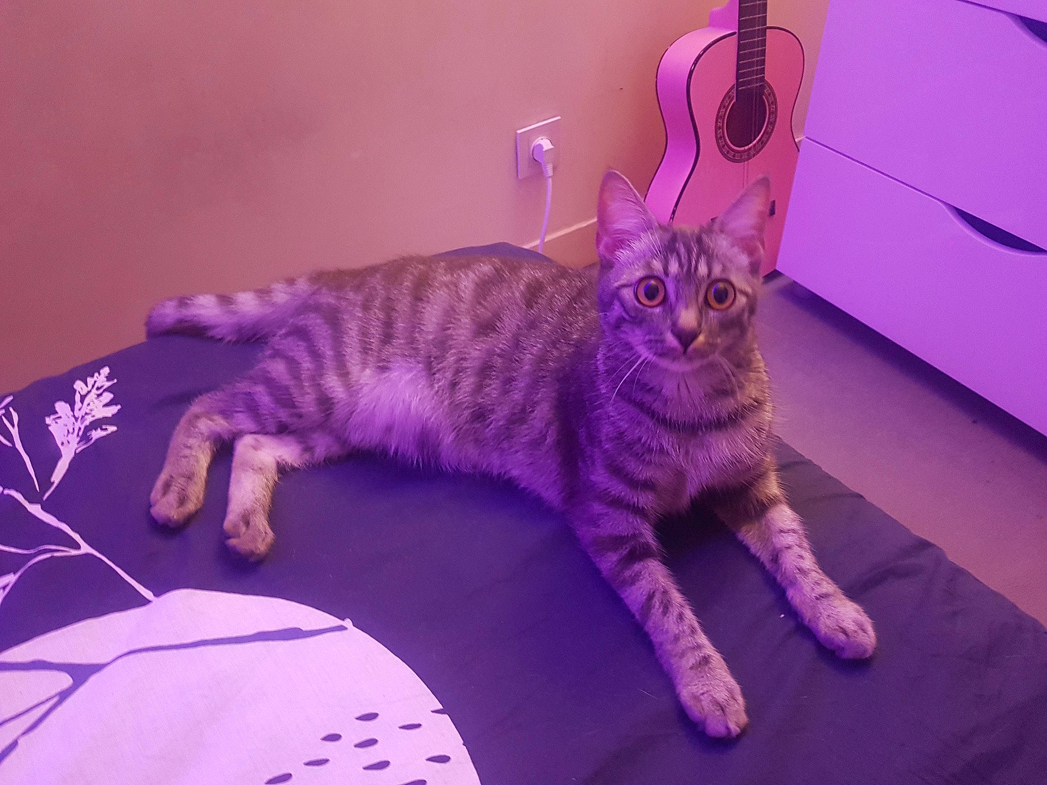 Daisy participe au concours pour gagner de l'argent avec cette photo : carnivore, cat, comfort, domestic_short_haired_cat, electric_blue, event, felidae, flooring, fur, magenta, paw, pink, purple, small_to_medium_sized_cats, snout, tail, violet, whiskers