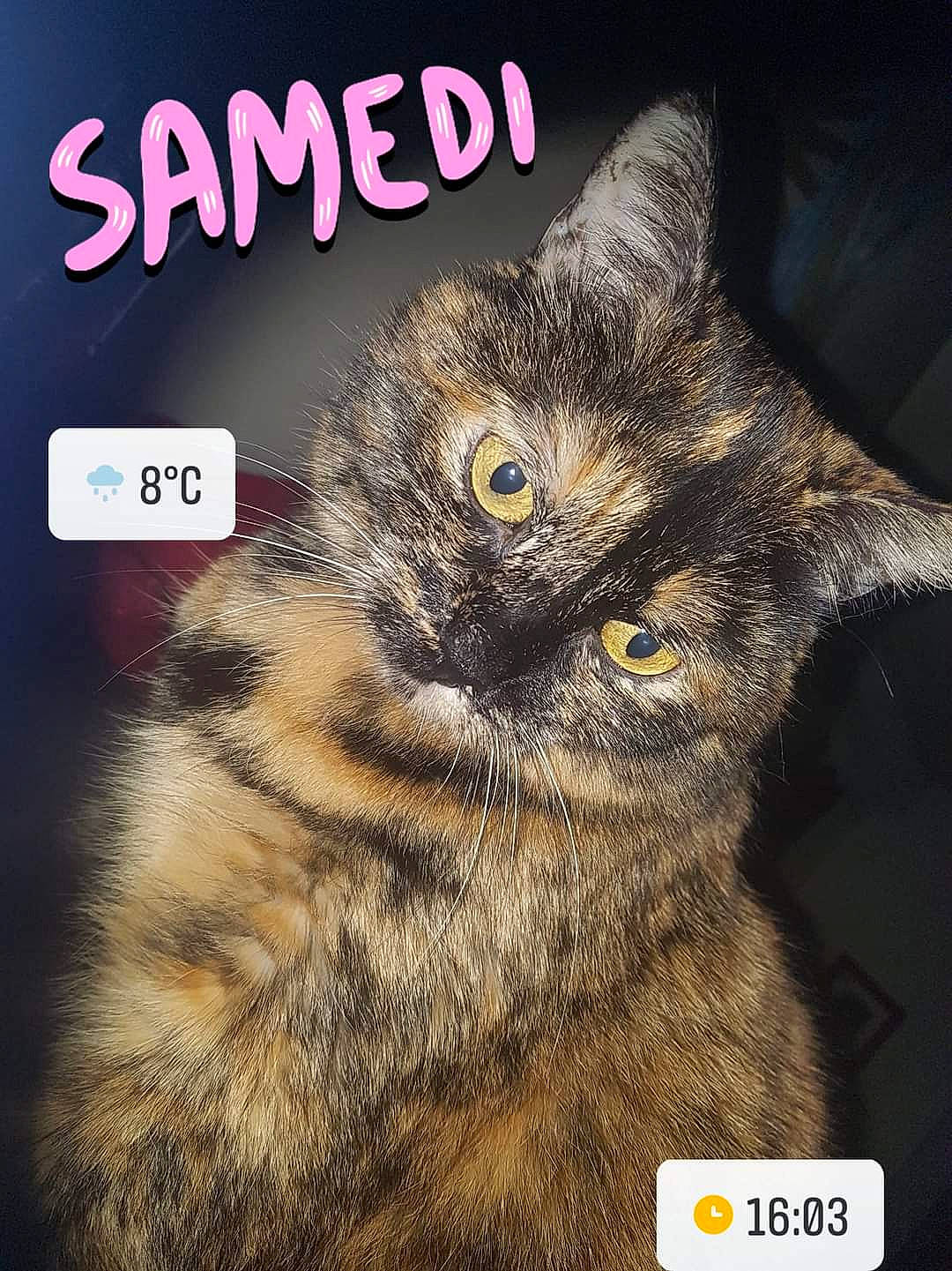 Mina a rejoint le concours — aidez-le/la à gagner de superbes lots ! art, carnivore, cat, darkness, event, felidae, font, fur, illustration, logo, organism, paw, photo_caption, screenshot, small_to_medium_sized_cats, snout, terrestrial_animal, whiskers, wildlife