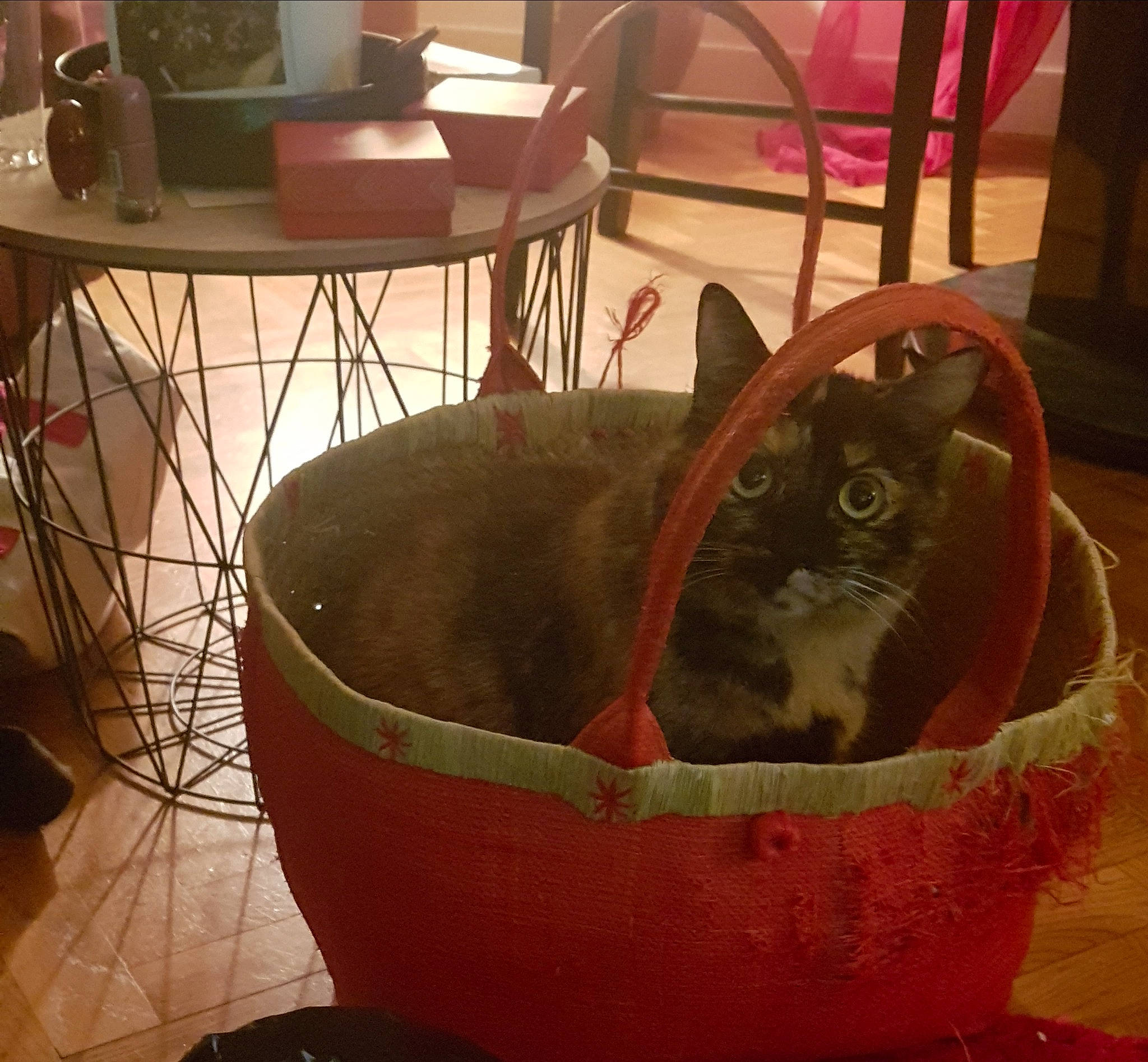 Mina participe au concours pour gagner de l'argent avec cette photo : automotive_tire, carnivore, cat, cat_bed, cat_supply, chair, comfort, felidae, flooring, flowerpot, hardwood, houseplant, metal, pet_supply, plant, room, small_to_medium_sized_cats, table, whiskers, wood