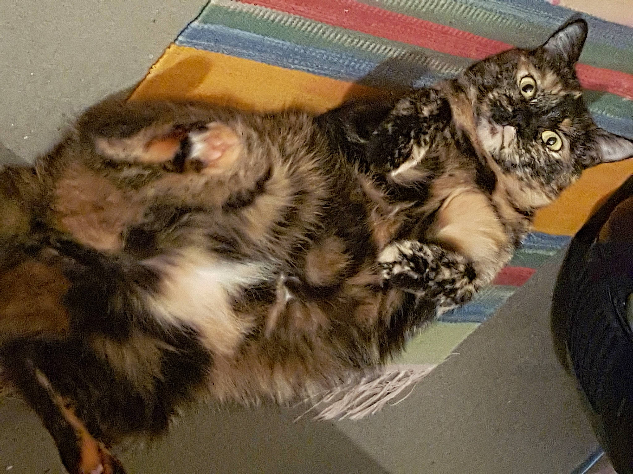 Mina a rejoint le concours — aidez-le/la à gagner de superbes lots ! box, cardboard, carnivore, cat, claw, comfort, domestic_short_haired_cat, fawn, felidae, fur, packaging_and_labeling, paw, shipping_box, small_to_medium_sized_cats, snout, tail, vertebrate, whiskers