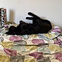 Minou a rejoint le concours — aidez-le/la à gagner de superbes lots ! black_cat, cat, bed, bedding, blanket, indoor, pet, animal, feline, resting, sleeping, relaxing, cozy, colorful, pattern, leaf_pattern, home, interior, wall, quiet