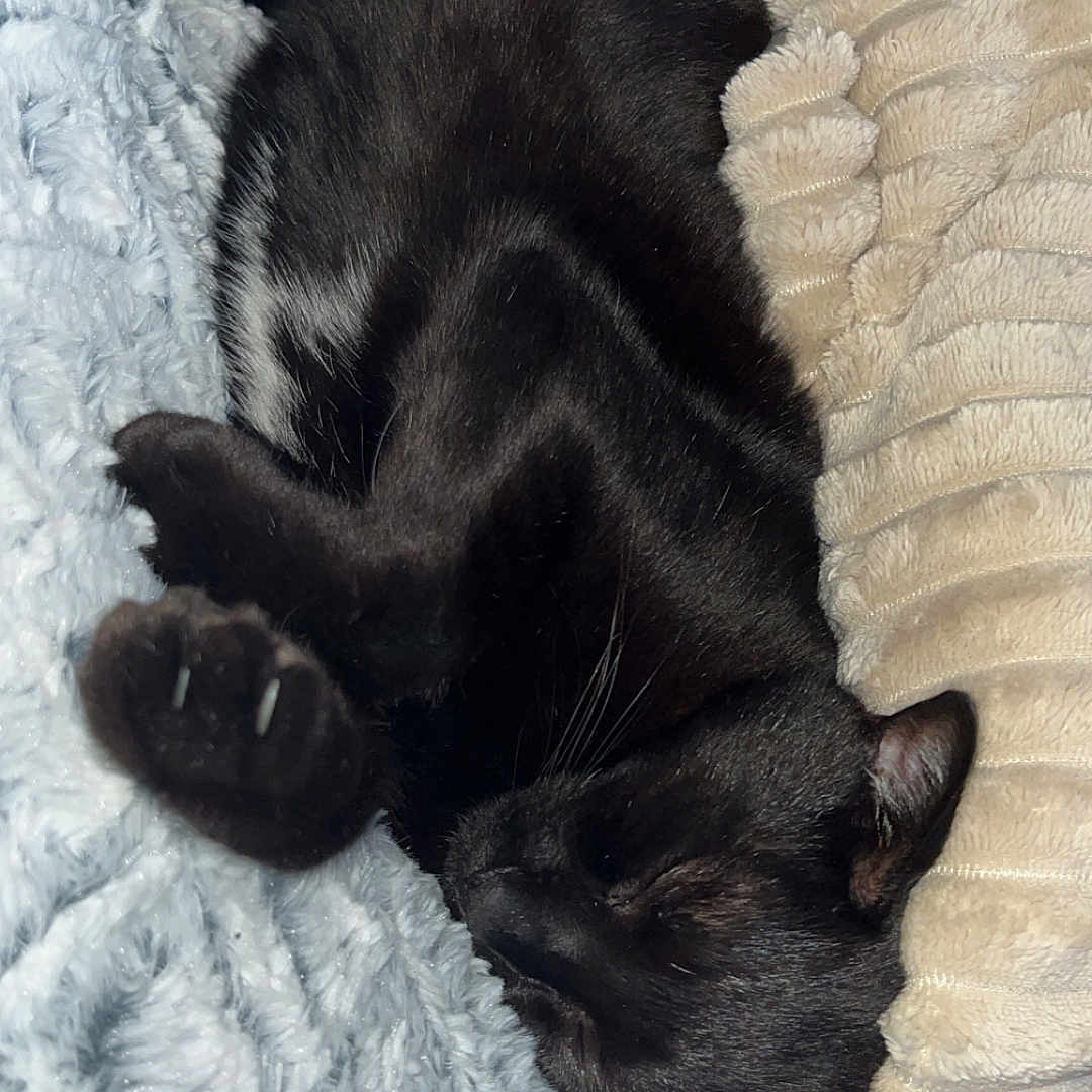 Minou participe au concours pour gagner de l'argent avec cette photo : animal, black_cat, blanket, claws, comfort, cozy, cushion, cute, feline, fur, home, indoor, nap, pet, pillow, relaxed, resting, sleeping, soft, whiskers