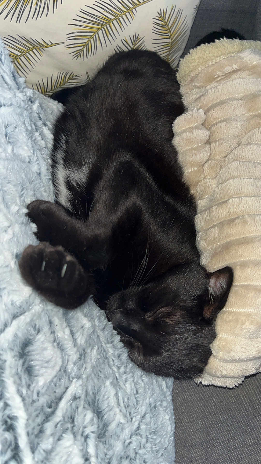 Minou