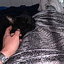 Minou a rejoint le concours — aidez-le/la à gagner de superbes lots ! black_cat, cat, sleeping, hand, lap, blanket, person, watching_tv, living_room, shoes, white_sneakers, television, furniture, cozy, relaxing, indoor, pet, scratching, close_up, casual