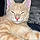 Mini Minou