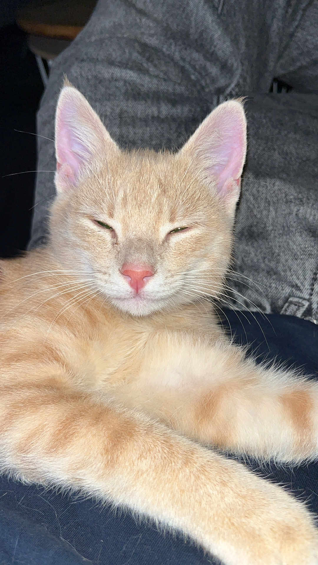 Mini Minou
