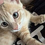 kitten, cat, close_up, curious, orange_tabby, wide_eyes, paw, soft_pillow, indoor, person_partially_visible, black_shirt, white_text, feline, pet, young_cat, whiskers, fur, playful, cute, animal