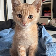 Mini Minou a rejoint le concours — aidez-le/la à gagner de superbes lots ! kitten, cat, orange_tabby, towel, indoor, pet, animal, cute, feline, young, fur, whiskers, ears, eyes, small, domestic, curious, soft, sitting, cozy