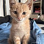 kitten, cat, orange_tabby, towel, indoor, pet, animal, cute, feline, young, fur, whiskers, ears, eyes, small, domestic, curious, soft, sitting, cozy