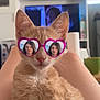 cat, orange_tabby, heart_shaped_glasses, reflection, sunglasses, indoor, furniture, legs, television, shelf, cup, relaxation, pet, cute, whiskers, fur, closeup, portrait, animal, home