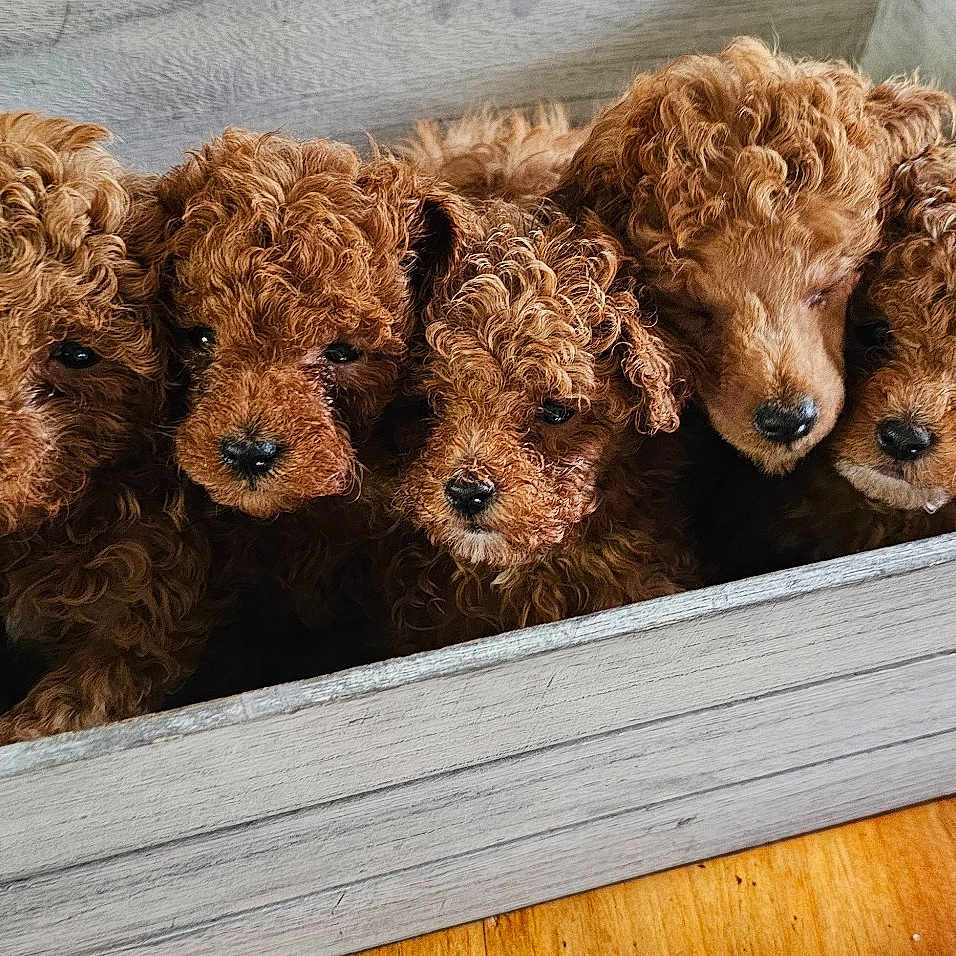 Puppies is registered to the contest to win money with this photo: art, cuisine, dish, fawn, fur, kitchen_utensil, livestock, metal, natural_material, pattern, plush, stuffed_toy, teddy_bear, terrestrial_animal, toy, wood, working_animal
