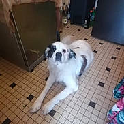 Belle a rejoint le concours — aidez-le/la à gagner de superbes lots ! animal, appliance, black_patches, bottles, canine, dog, domestic_dog, fabric, floor_tiles, home_interior, household, indoor, kitchen_floor, long_legged, lying_down, pet, relaxed, resting, tiled_floor, white_dog