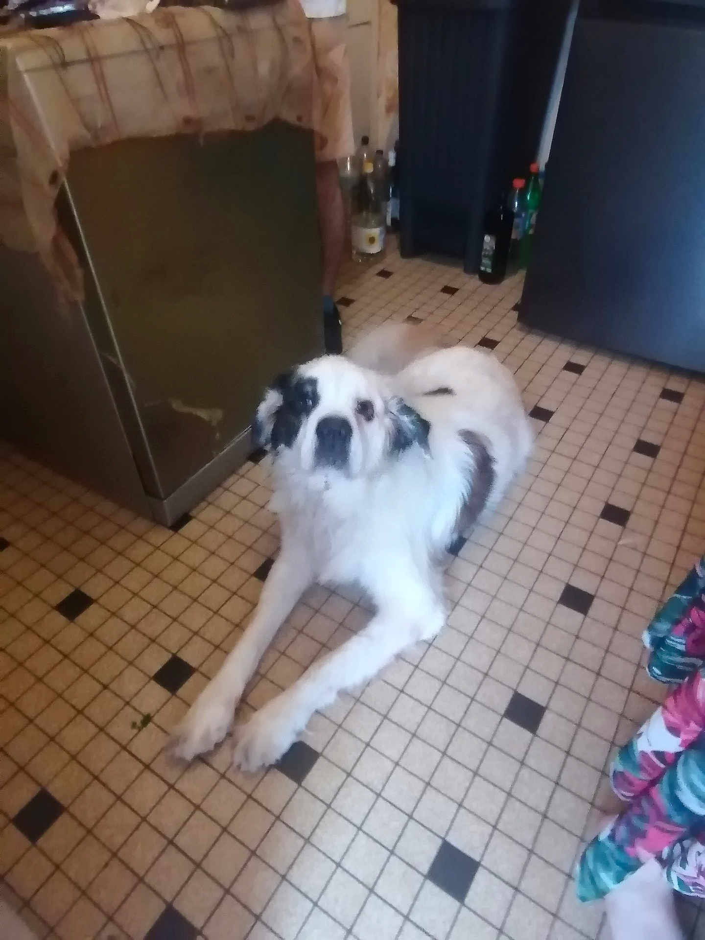 Belle a rejoint le concours — aidez-le/la à gagner de superbes lots ! animal, appliance, black_patches, bottles, canine, dog, domestic_dog, fabric, floor_tiles, home_interior, household, indoor, kitchen_floor, long_legged, lying_down, pet, relaxed, resting, tiled_floor, white_dog