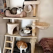 Edith Brouette a rejoint le concours — aidez-le/la à gagner de superbes lots ! cat, cats, cat_tree, pet_bed, feline, indoor, resting, multiple_animals, ladder, plush, fur, animal, cozy, home, floor, tile_floor, scratching_post, relaxed, whiskers, sleeping_area