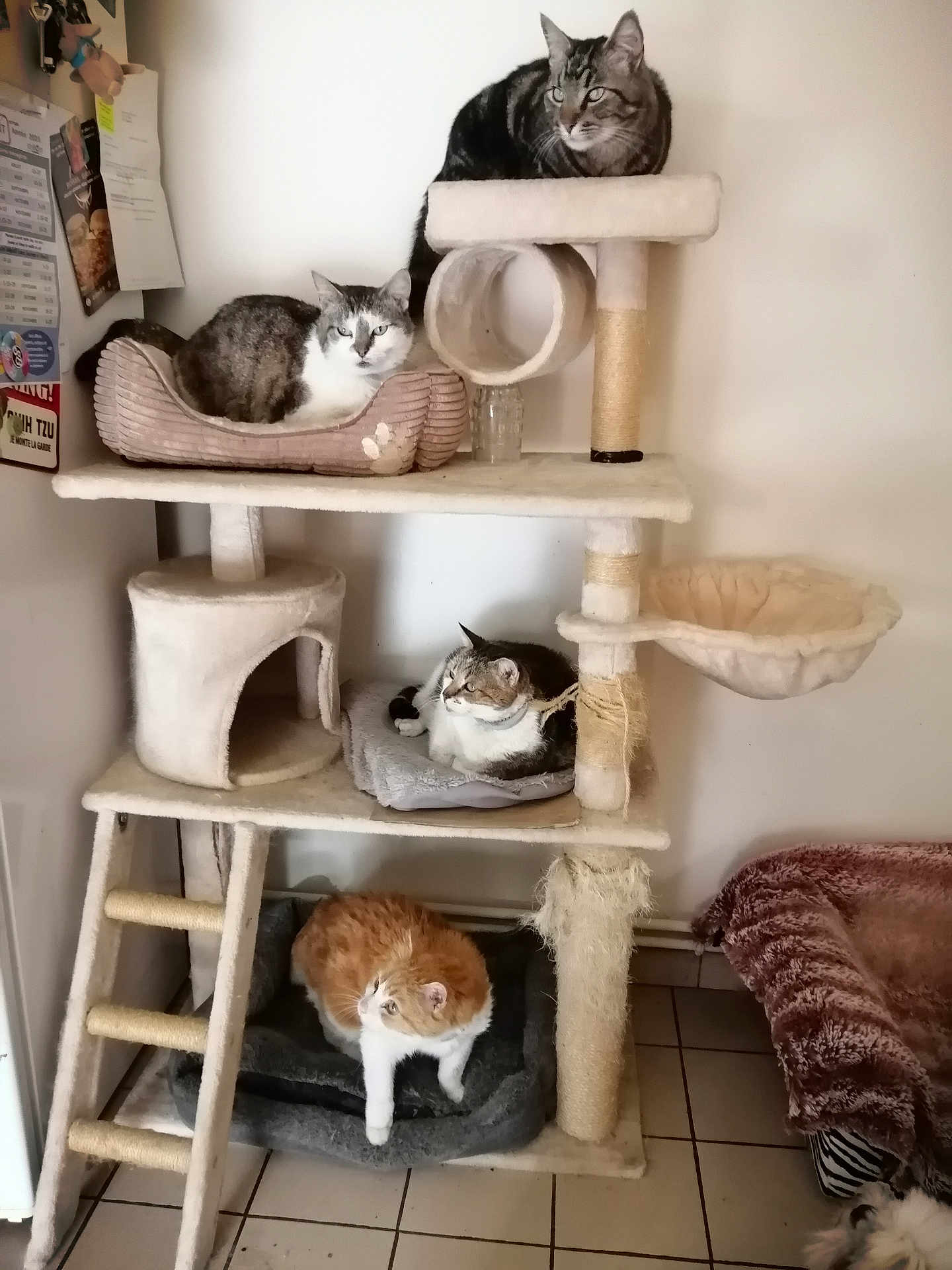 Edith Brouette a rejoint le concours — aidez-le/la à gagner de superbes lots ! cat, cats, cat_tree, pet_bed, feline, indoor, resting, multiple_animals, ladder, plush, fur, animal, cozy, home, floor, tile_floor, scratching_post, relaxed, whiskers, sleeping_area