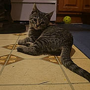 Lala joined the competition — help win amazing prizes! animal, boot, cabinet, camouflage_pants, cat, curious, domestic, floor, home, indoor, kitchen, kitten, looking_back, person_leg, pet, tabby, tail, tile_floor, yellow_ball, young_cat