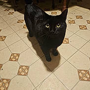 Honey joined the competition — help win amazing prizes! cat, black_cat, floor, tile_floor, indoor, chair, table_leg, pet, animal, feline, curious, looking_up, shadow, wooden_furniture, home, domestic, green_eyes, fur, whiskers, cute