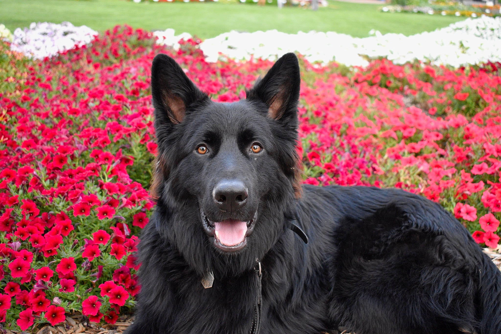 Onyx joined the competition — help win amazing prizes! annual_plant, canidae, carmine, carnivore, coquelicot, dog, dog_breed, flower, grass, groundcover, herbaceous_plant, herding_dog, king_shepherd, mudi, non_sporting_group, petal, plant, sporting_group, working_animal, working_dog