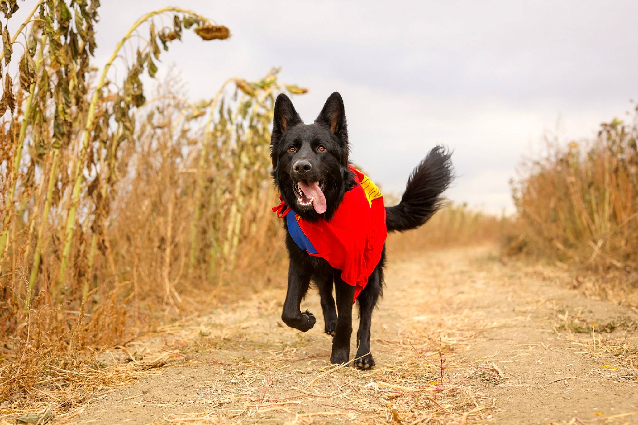 Onyx is registered to the contest to win money with this photo: black_norwegian_elkhound, canidae, carnivore, cloud, companion_dog, dog, dog_breed, dog_supply, fawn, guard_dog, plant, schipperke, sky, sporting_group, tail, tree, vertebrate, walking, wildlife, working_animal