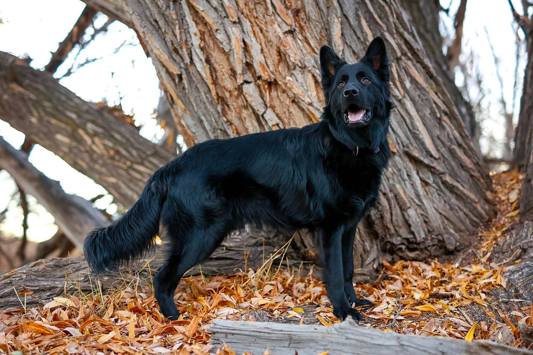 Onyx is registered to the contest to win money with this photo: canidae, carnivore, dog, dog_breed, forest, fur, guard_dog, mudi, plant, sporting_group, tail, terrestrial_animal, tree, trunk, twig, wildlife, wood, woodland, working_animal, working_dog