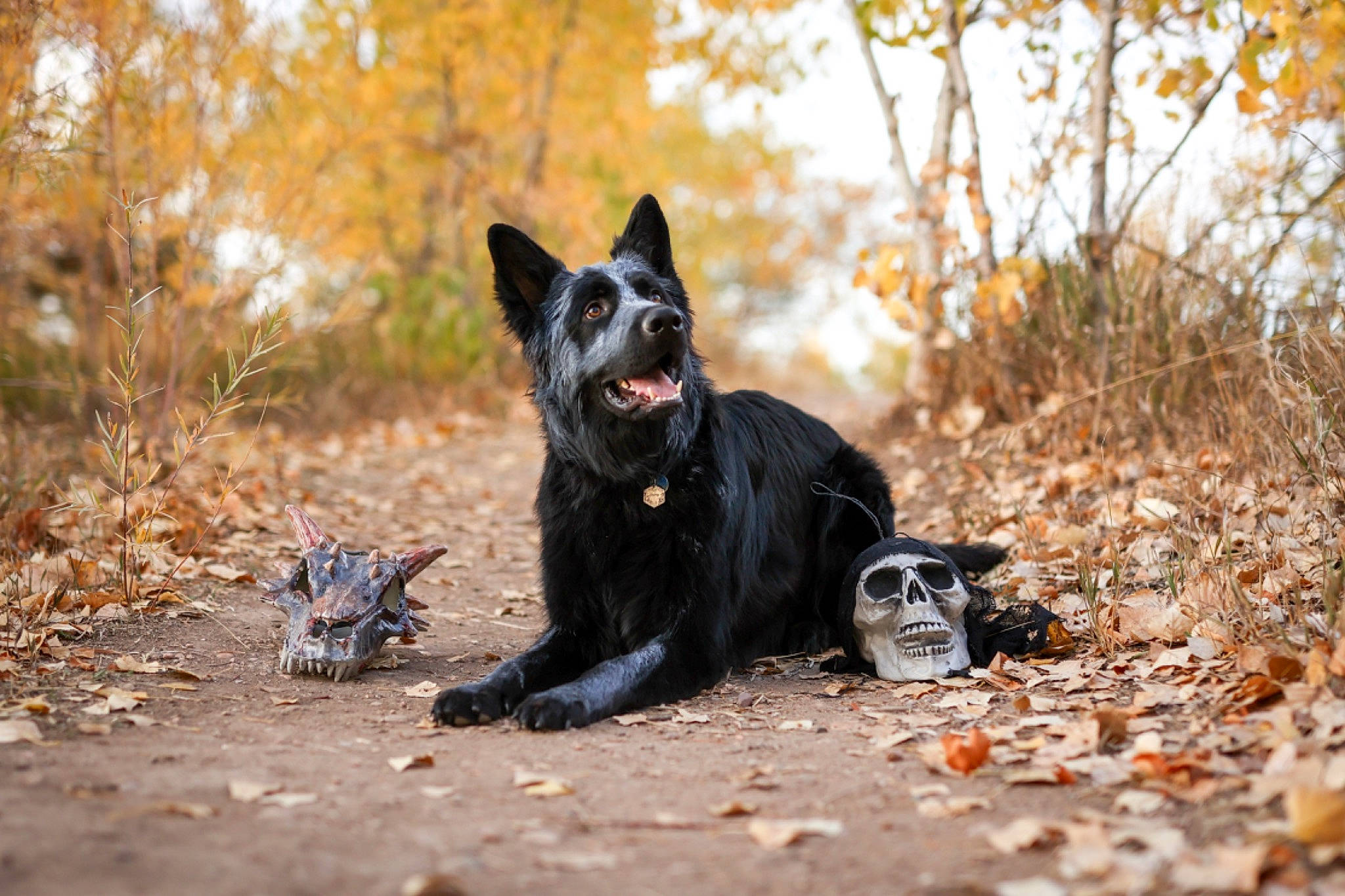 Onyx is registered to the contest to win money with this photo: canidae, carnivore, companion_dog, dog, dog_breed, felidae, fur, grass, plant, schipperke, snout, soil, sporting_group, tail, tree, twig, walking, whiskers, wildlife, wood