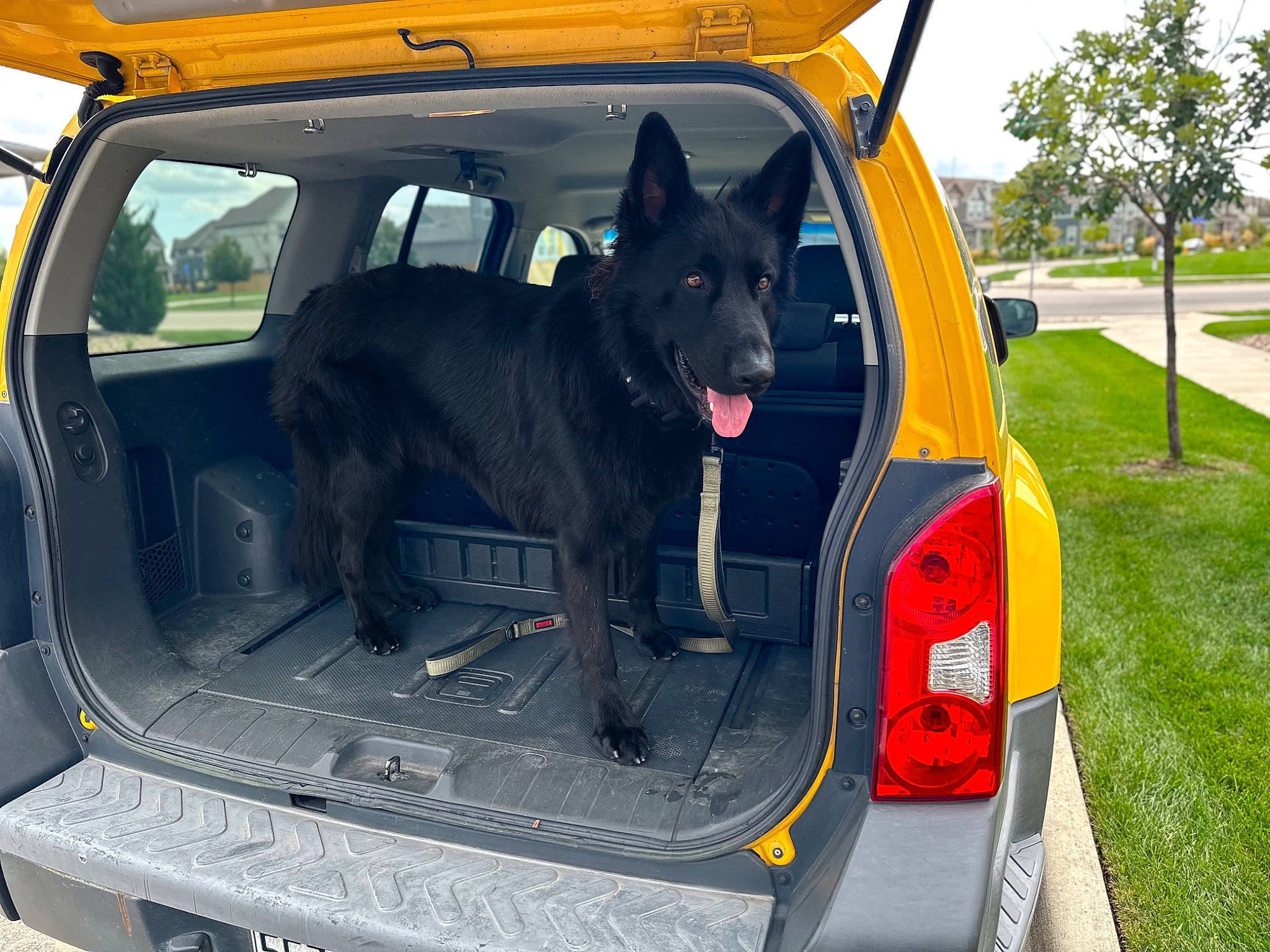 Cosmo joined the competition — help win amazing prizes! auto_part, automotive_exterior, automotive_lighting, automotive_mirror, automotive_tail_brake_light, automotive_tire, automotive_window_part, car, carnivore, companion_dog, dog, dog_breed, family_car, mode_of_transport, motor_vehicle, plant, tree, trunk, vehicle, vehicle_door