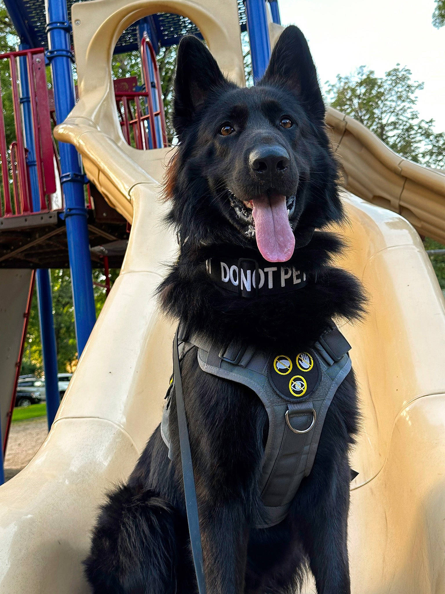 Cosmo joined the competition — help win amazing prizes! ancient_dog_breeds, borador, canidae, carnivore, collar, companion_dog, dog, dog_breed, dog_collar, dog_supply, fang, fun, fur, giant_dog_breed, guard_dog, herding_dog, snout, sporting_group, working_animal, working_dog