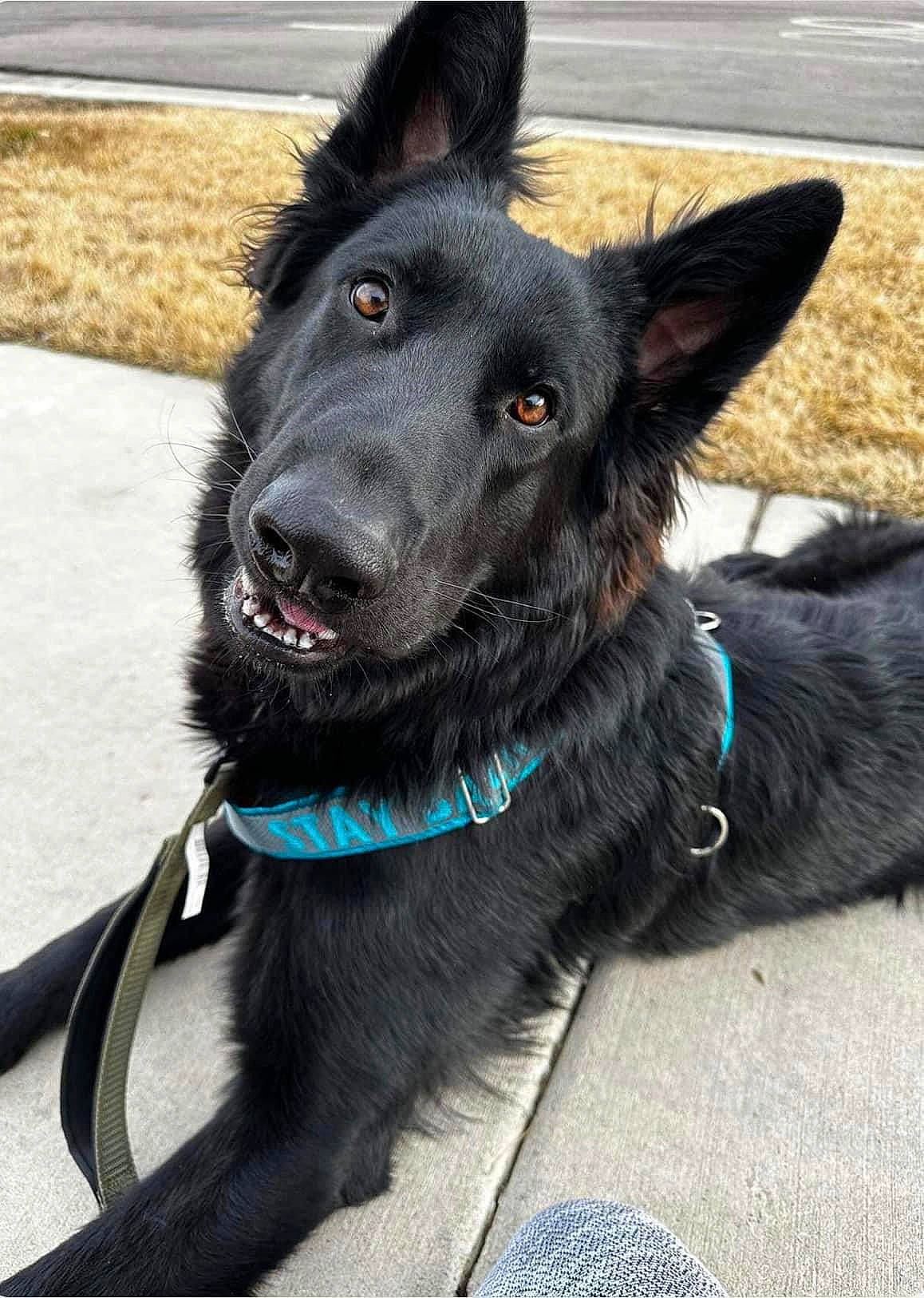 Cosmo joined the competition — help win amazing prizes! canidae, carnivore, collar, companion_dog, dog, dog_breed, dog_collar, dog_supply, electric_blue, fashion_accessory, fur, herding_dog, leash, pet_supply, snout, sporting_group, whiskers, working_animal, working_dog