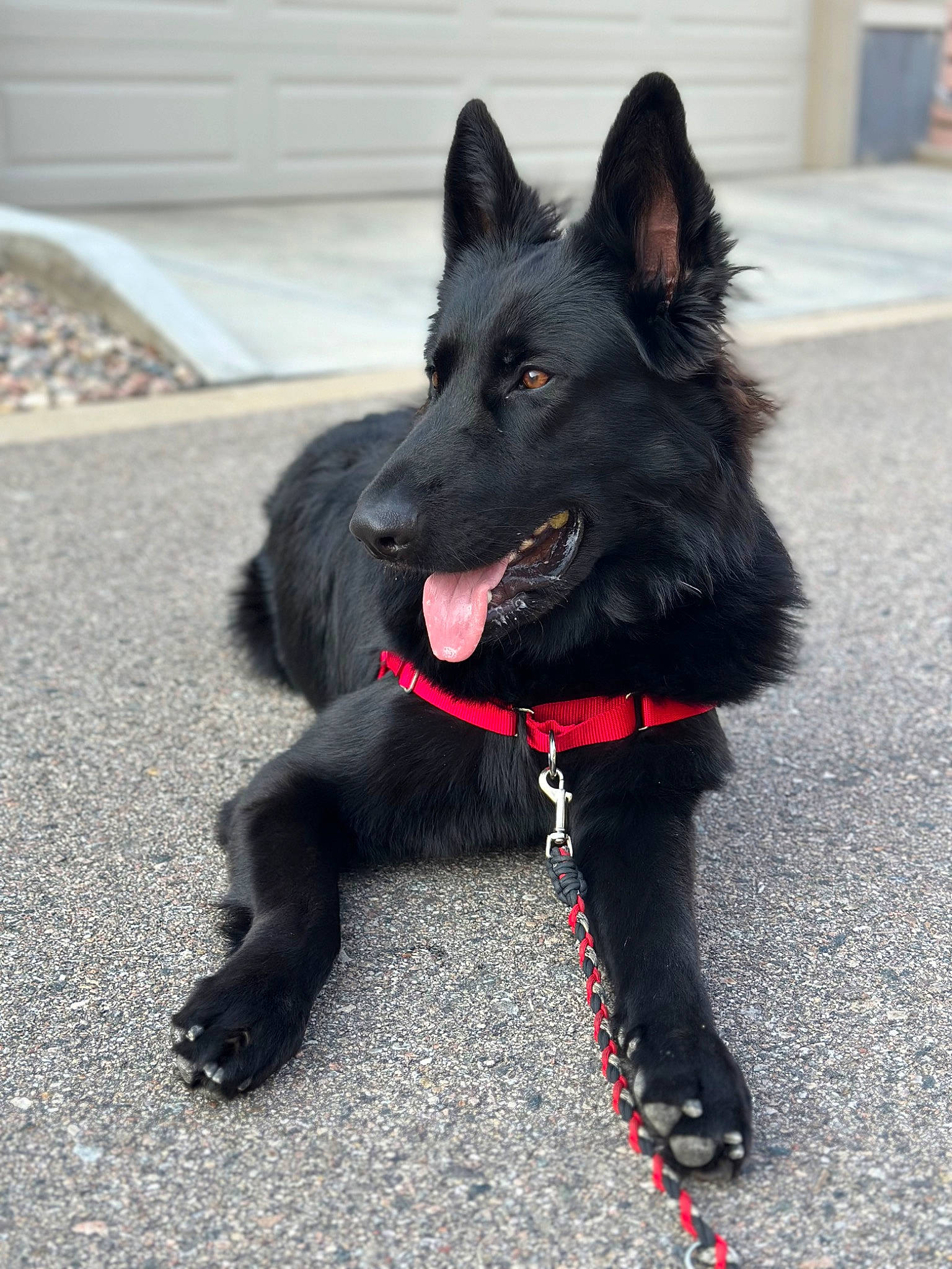 Cosmo joined the competition — help win amazing prizes! borador, canidae, carnivore, collar, companion_dog, dog, dog_breed, dog_collar, fur, herding_dog, non_sporting_group, road_surface, sporting_group, tail, whiskers, working_animal, working_dog