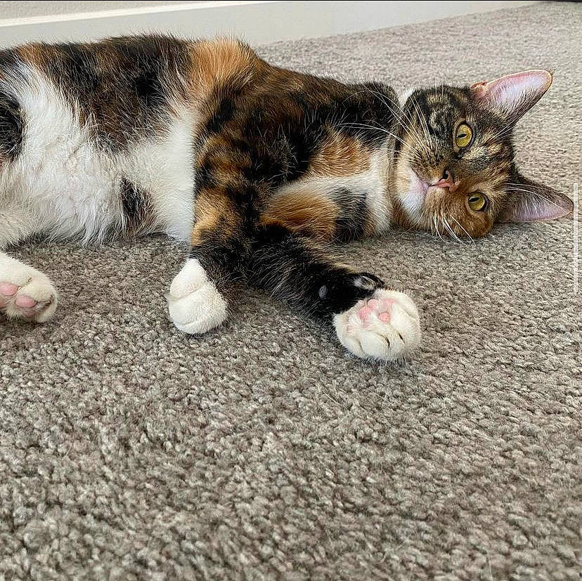 Mixie joined the competition — help win amazing prizes! asphalt, carnivore, cat, claw, comfort, domestic_short_haired_cat, eye, felidae, flooring, foot, fur, grass, paw, road_surface, sand, small_to_medium_sized_cats, snout, tail, terrestrial_animal, whiskers