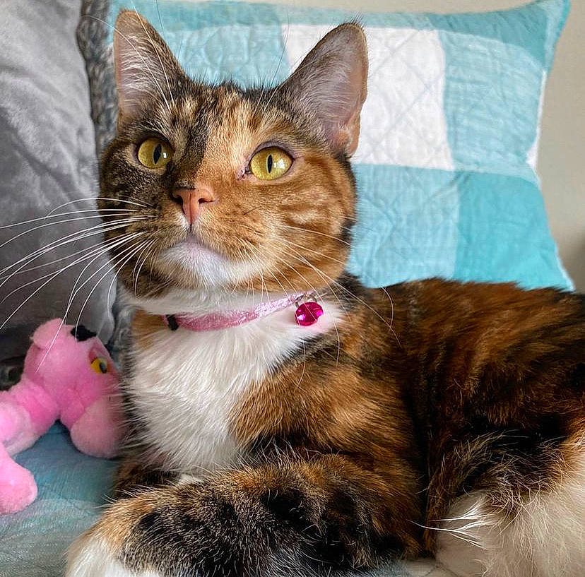 Mixie joined the competition — help win amazing prizes! carnivore, cat, cat_supply, claw, collar, comfort, couch, domestic_short_haired_cat, fawn, felidae, fur, paw, pet_supply, pillow, small_to_medium_sized_cats, snout, tail, toy, whiskers