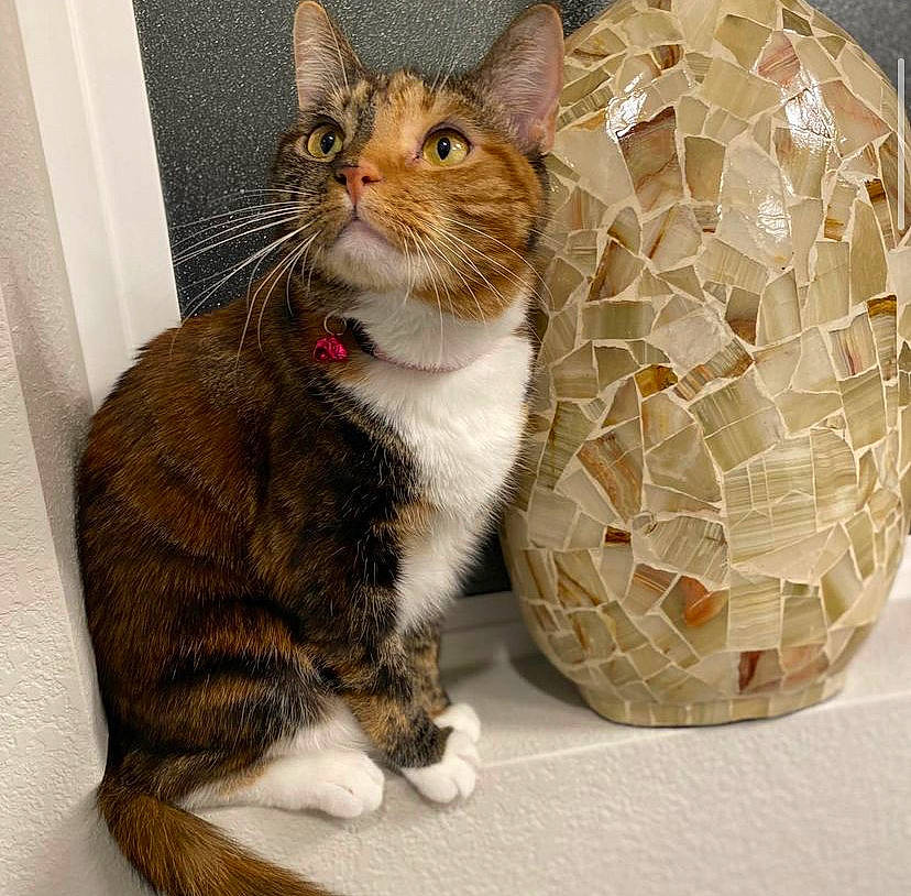 Mixie joined the competition — help win amazing prizes! carnivore, cat, claw, domestic_short_haired_cat, eye, fawn, felidae, fur, hat, paw, pet_supply, serveware, sitting, small_to_medium_sized_cats, snout, tail, terrestrial_animal, vertebrate, whiskers, wicker