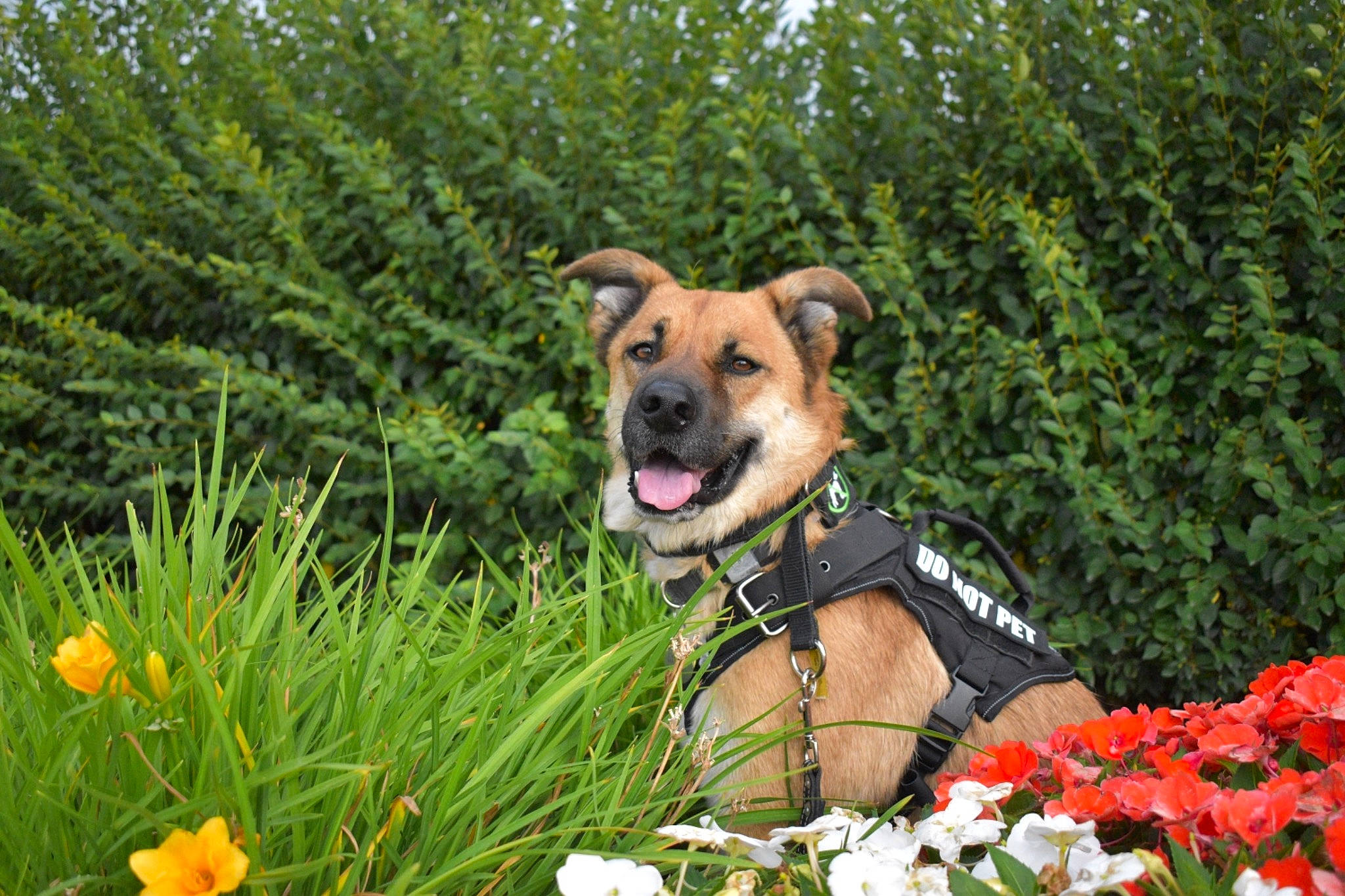 Ozzy joined the competition — help win amazing prizes! annual_plant, canidae, carnivore, collar, companion_dog, dog, dog_breed, dog_clothes, dog_collar, dog_supply, fawn, flower, grass, grassland, landscape, leash, plant, snout, sporting_group, tree