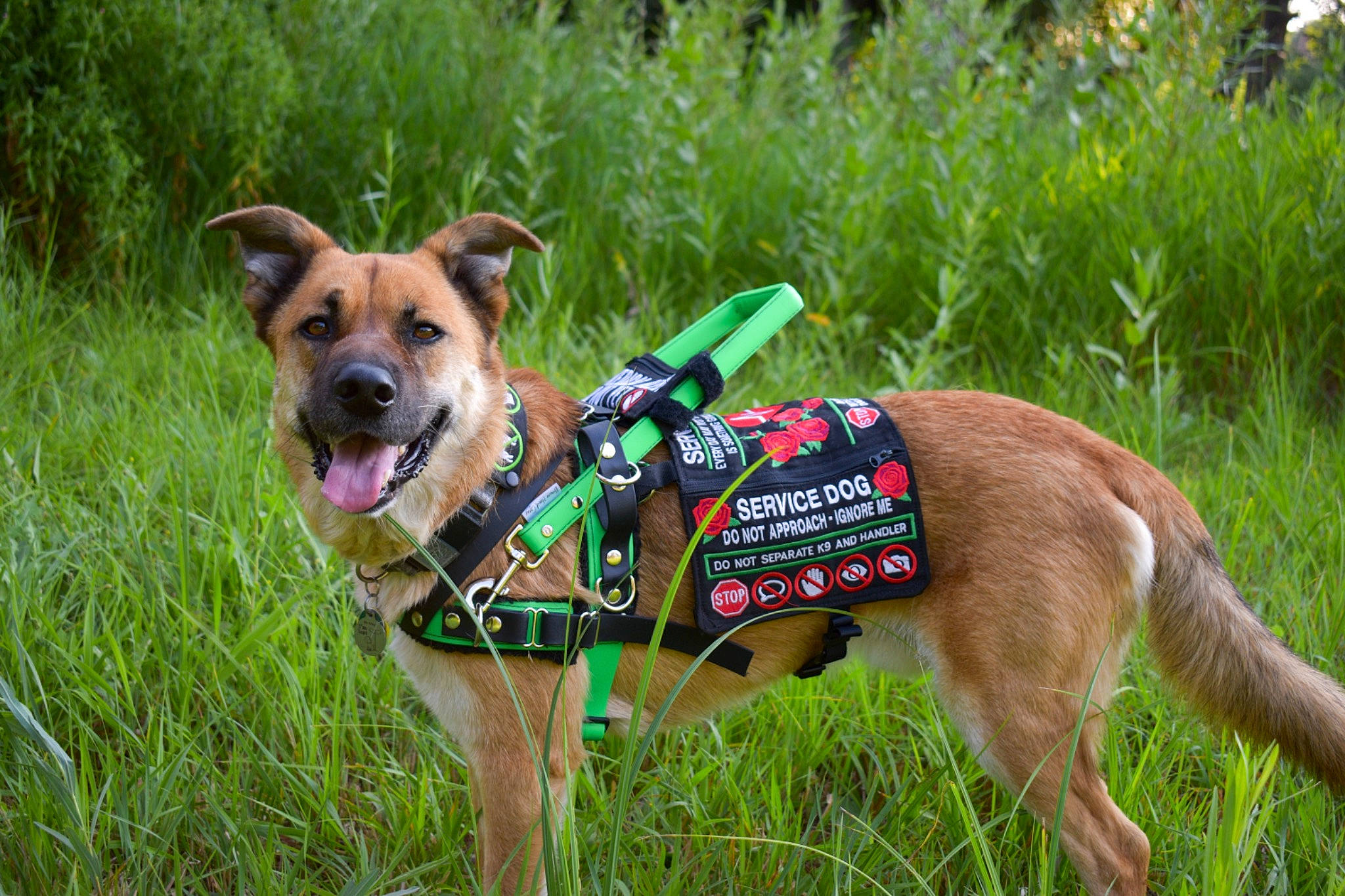 Ozzy is registered to the contest to win money with this photo: carnivore, collar, companion_dog, dog, dog_breed, dog_clothes, dog_collar, dog_supply, fashion_accessory, fawn, grass, grassland, leash, pet_supply, plant, recreation, snout, sporting_group, terrestrial_animal, working_animal